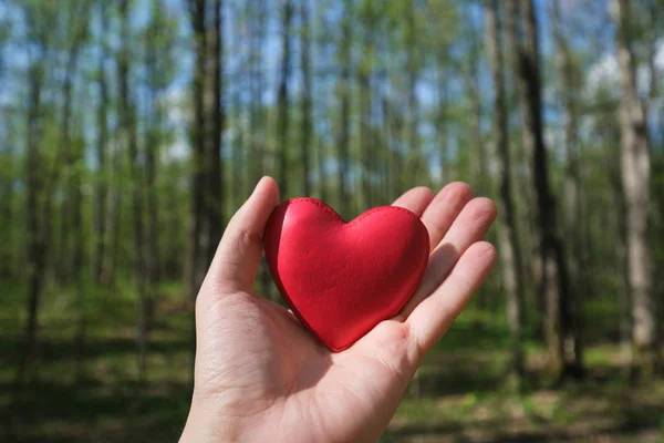 Persona Que Sostiene Corazón Rojo Mano Bosque — Foto de Stock