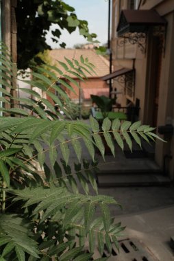 Bahçedeki eski evler.