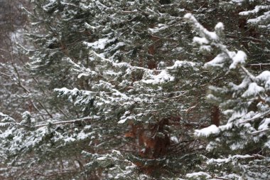 Kışın karla kaplı köknar ağaçlarına yakın.