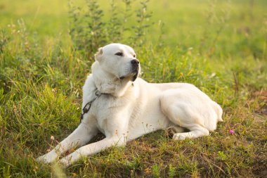 Beyaz labrador köpeği çimlerin üzerinde.