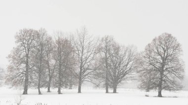 Karlı Ormanı'nın doğal görünümü