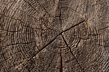 Kesilmiş ahşaptan yapılmış doğal desenli arka plan