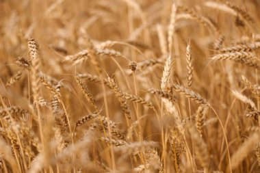 Ripe field of golden wheat
