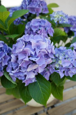 Vazodaki yumuşak mor ortanca çiçekleri