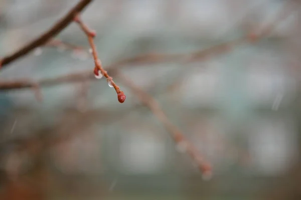 Bulanık Arkaplanda Çıplak Ağaç Dalları — Stok fotoğraf