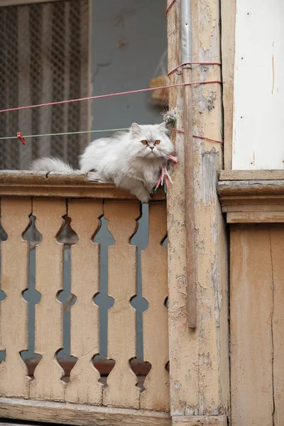 Пухнаста Перська Домашня Кішка Відпочиває Балконі — стокове фото