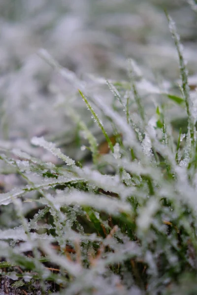 Close View Green Grass Covered Snow — Stock Photo, Image