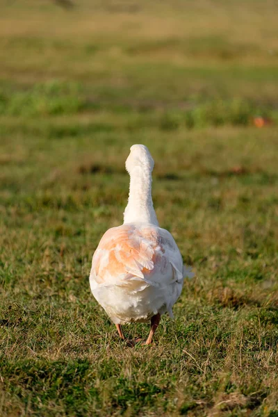 Weiße Gans Auf Dem Gras Auf Dem Feld — Stockfoto