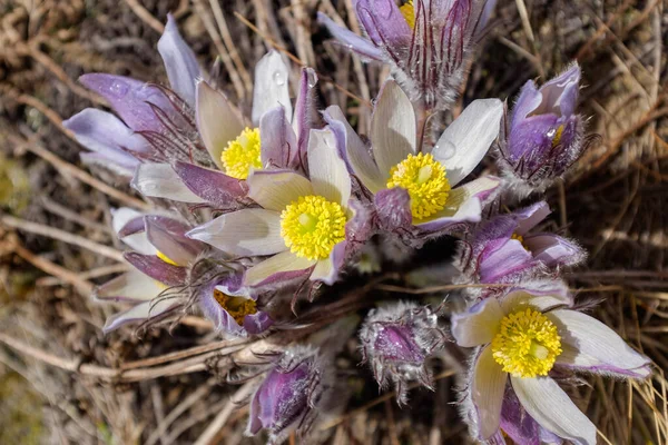 Fleurs Pasques Tendres Vue Rapprochée — Photo