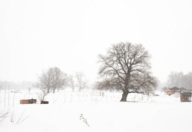 Karlı Ormanı'nın doğal görünümü