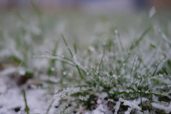 Kışın Karla Kaplı Yeşil Çimlerin Yakın Görüntüsü — Stok fotoğraf