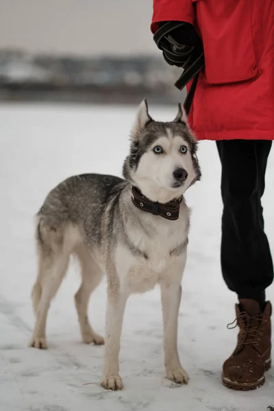 Férfi Husky Kutya Télen — Stock Fotó