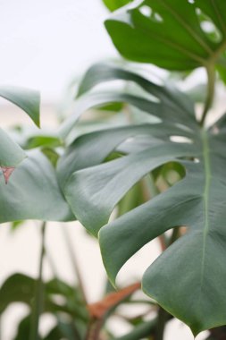 taze yeşil palmiye ağacı yaprakları 