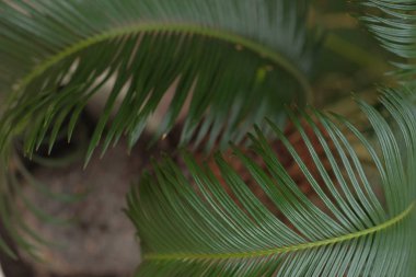 taze yeşil palmiye ağacı yaprakları 