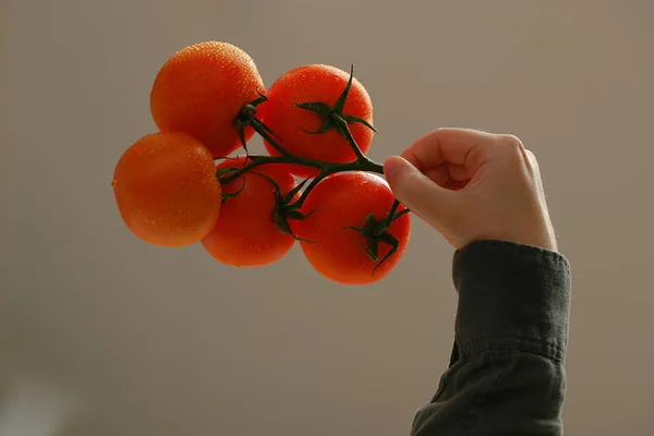 Vue Rapprochée Des Tomates Sur Branche — Photo