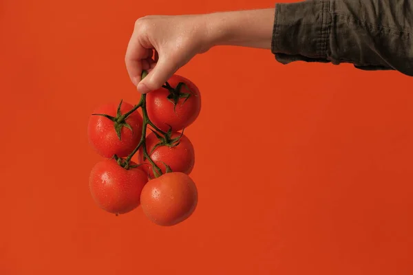 Vue Rapprochée Des Tomates Sur Branche — Photo