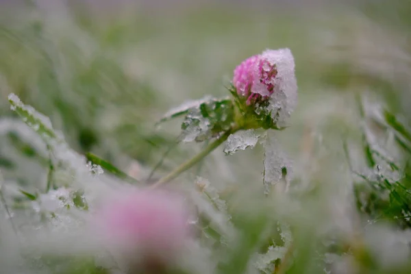 Närbild Grönt Gräs Och Blomma Täckt Med Frost Vintern — Stockfoto