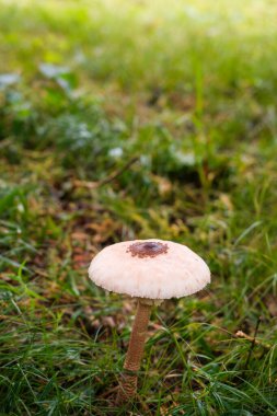 Ormandaki mantar. Yakın çekim manzarası.