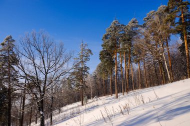Güneşli bir günde kış ormanı manzarası 