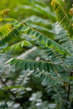 Taze yeşil bitki yaprakları yakın çekim görüntüsü