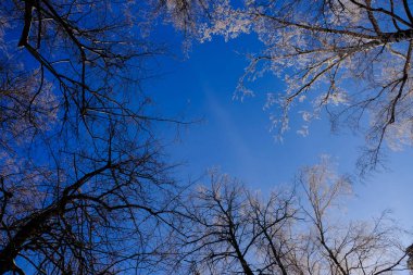 ağaç dalları ve mavi gökyüzü arkaplanı