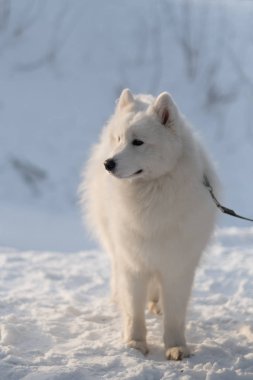 Karda beyaz Sibirya köpeği yavrusu