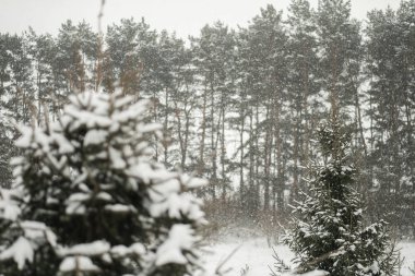 Karla kaplı ağaçlarla kaplı kış ormanı