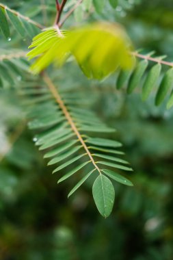 Taze yeşil bitki yaprakları yakın çekim görüntüsü