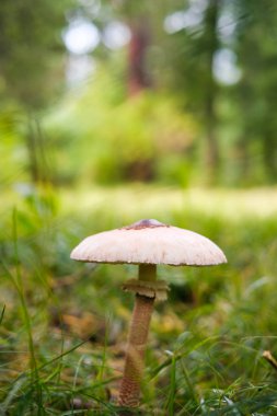 Ormandaki mantar. Yakın çekim manzarası.