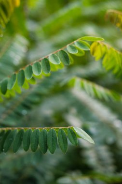 Taze yeşil bitki yaprakları yakın çekim görüntüsü