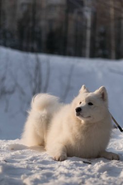 Karda beyaz Sibirya köpeği yavrusu