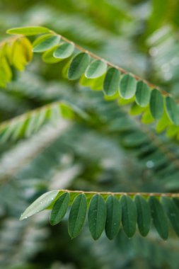 Taze yeşil bitki yaprakları yakın çekim görüntüsü