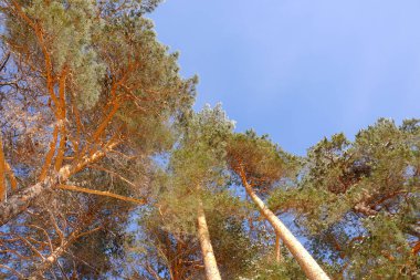 ağaç dalları ve mavi gökyüzü arkaplanı