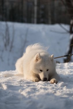 Karda beyaz Sibirya köpeği yavrusu