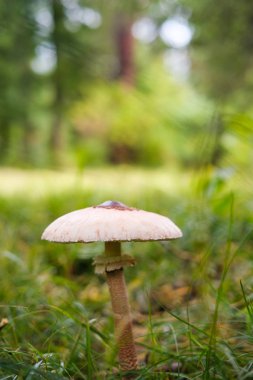 Ormandaki mantar. Yakın çekim manzarası.