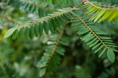 Taze yeşil bitki yaprakları yakın çekim görüntüsü