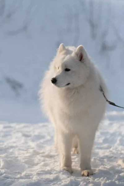 Vit Valp Sibirisk Hund Snön — Stockfoto