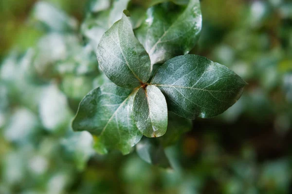 Foglie Fresche Pianta Verde Vista Vicino — Foto Stock