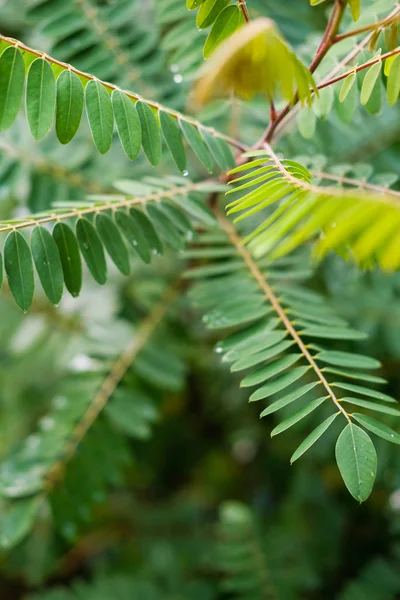 Taze yeşil bitki yaprakları yakın çekim görüntüsü