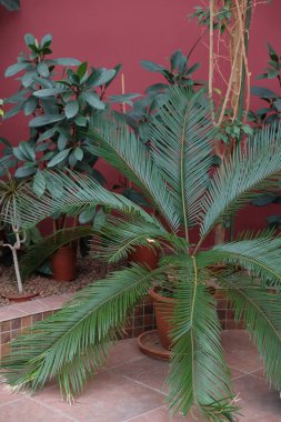 taze yeşil palmiye ağacı yaprakları 