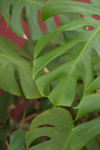 Verse Groene Palmbladeren Boom — Stockfoto