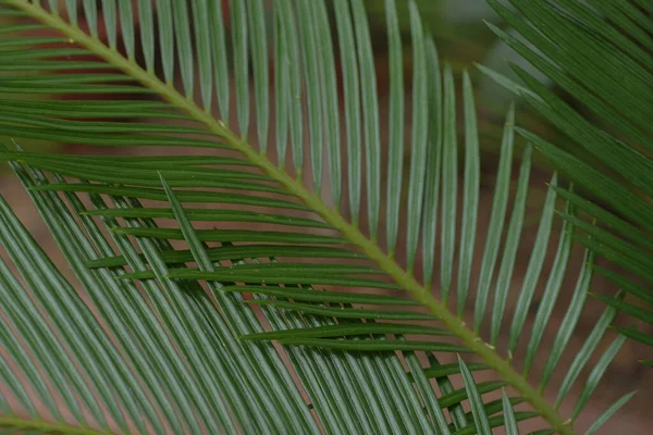 Hojas Palmera Verde Fresca — Foto de Stock