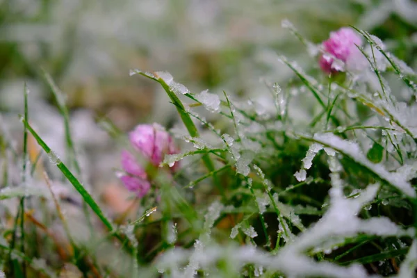 Tutup Pemandangan Rumput Hijau Tertutup Dengan Salju Musim Dingin — Stok Foto
