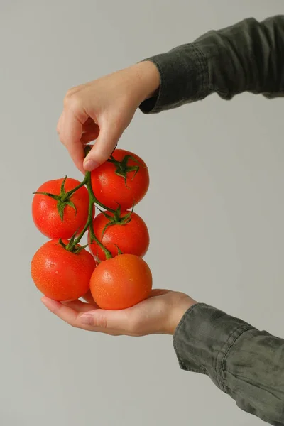 Κοντινή Προβολή Χεριών Που Κρατούν Ντομάτες Στο Κλαδί — Φωτογραφία Αρχείου