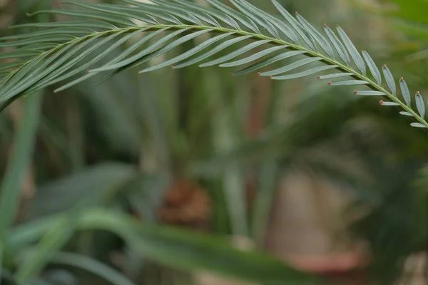 Φρέσκο Πράσινο Palm Φύλλα Δέντρων — Φωτογραφία Αρχείου