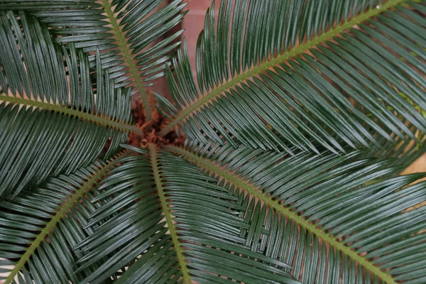 Φρέσκο Πράσινο Palm Φύλλα Δέντρων — Φωτογραφία Αρχείου