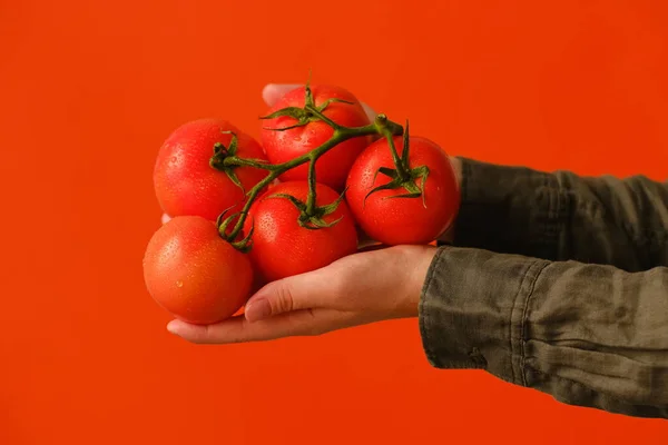 Vue Rapprochée Des Mains Tenant Des Tomates Sur Une Branche — Photo