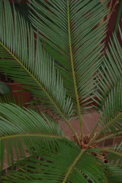 Φρέσκο Πράσινο Palm Φύλλα Δέντρων — Φωτογραφία Αρχείου