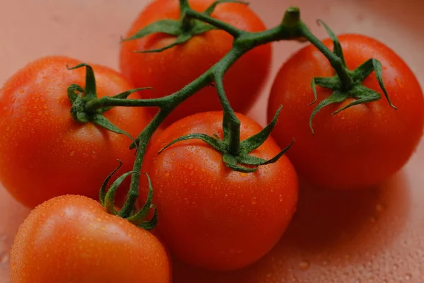 Nahaufnahme Von Tomaten Auf Zweigen — Stockfoto