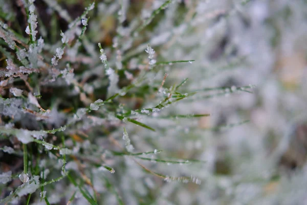 Close View Green Grass Covered Frost Winter — Stock Photo, Image